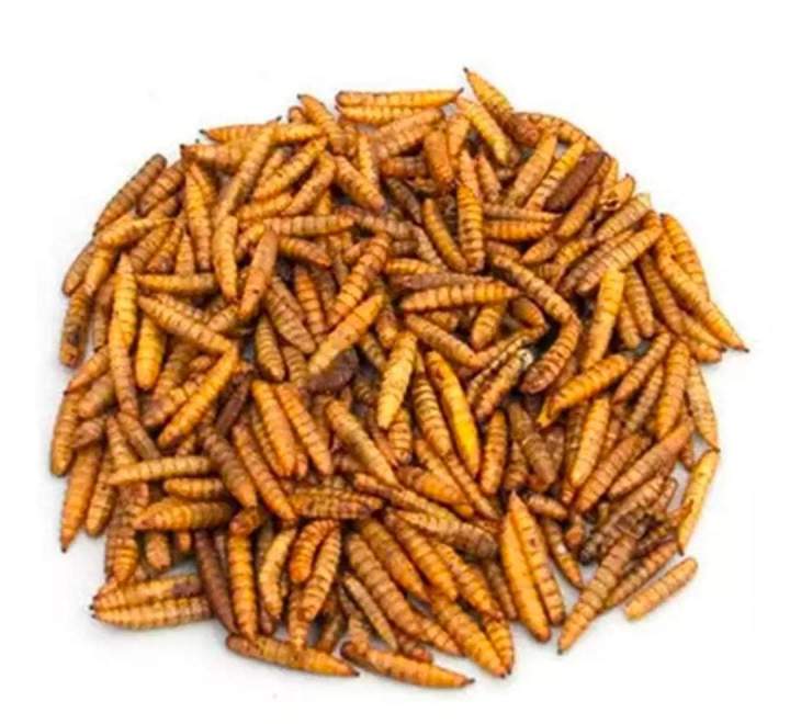 Dried%20meal%20worms%20BSF%20for%20birds,fish,%20turtle%20etc%2050gm%20best%20quality%20-%20Image%203