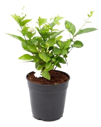 Jasminum Sambac, Motia, Arabian Jasmine - Plant (Best for Seed, Home and Garden)