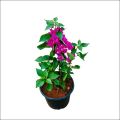 Bougainvillea Garden-Plant |Best for Seed Garden & Home Decoration|. 