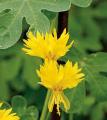 Canary creeper flower seeds Yellow colour. 