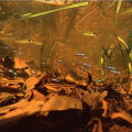 Indian Almond Leaves for Aquarium - 4 Leaf. 