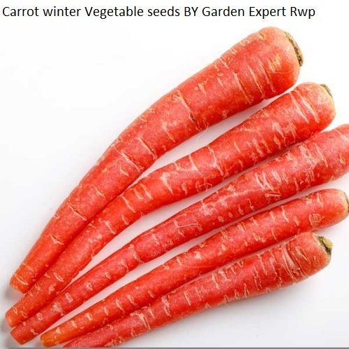 Carrot%20%20%DA%AF%D8%A7%D8%AC%D8%B1%20winter%20Vegetable%20seeds%20Kitchen%20Gardening%20Seeds%20-%20Image%202
