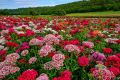 25+ Sweet William Flower Seeds - Home Gardening. 