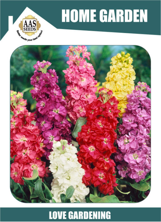 Flower seeds Stock mix flower seeds