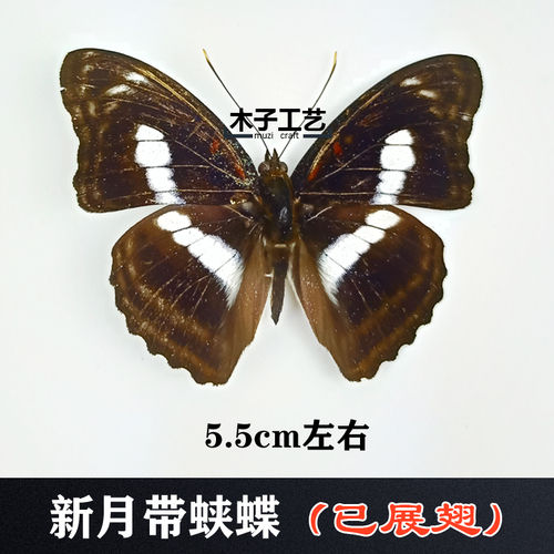 party23 Real Butterfly Specimen Insect Specimen Teaching Specimen DIY Selfsealing Bags Optional
