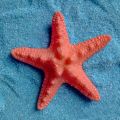5Pcs Resin Starfish Ornament Beach Ocean Sea Star Home Wall Party Decoration. 