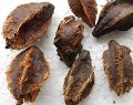 5 Fresh Terminalia Arjuna Arjun Bonsai Tree Seeds. 