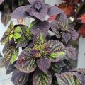Fishnet Stockings Coleus Plant Seeds. 