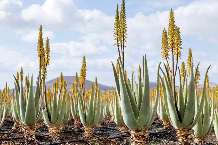 aloe%20vera%20plant%20without%20pot%20-%20Image%203