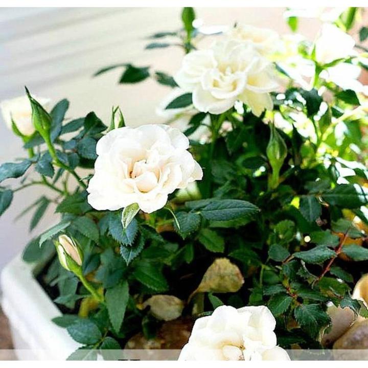 Miniature White Rose Flower Seeds | Daraz.pk