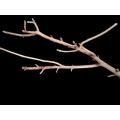 Driftwood for Aquarium Decor Natural Branches for Fish Tank Decorations(BIG SIZE). 
