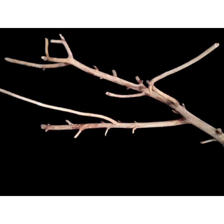 Driftwood for Aquarium Decor Natural Branches for Fish Tank Decorations(BIG SIZE)