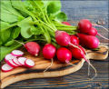 100+ Round Red Radish (Laal Moli) Vegetable seed. 