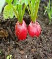 Vegetable Seeds (Pack Of 10) Best Quality. 