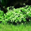 Dwarf Water Clover Aquarium Plant Seeds. 