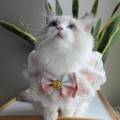 handmade cat collar. 