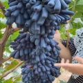 Juwel Moon Drop Grapes Seeds. 