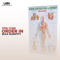 Blood Circulation System in Humans Wall Chart | HD Wall Poster Presentation on 200 grams Laminated card 23*36 inches. 