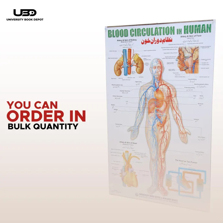 Blood%20Circulation%20System%20in%20Humans%20Wall%20Chart%20%7C%20HD%20Wall%20Poster%20Presentation%20on%20200%20grams%20Laminated%20card%2023*36%20inches%20-%20Image%208