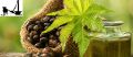 KOLHU WALE |"Castor Oil: Nature's Versatile Elixir for Health and Beauty"| COLD PRESSED, UNDILUTED, MULTI PURPOSE | ARANDI KA TAIL | ROGHAN ARANDI. 