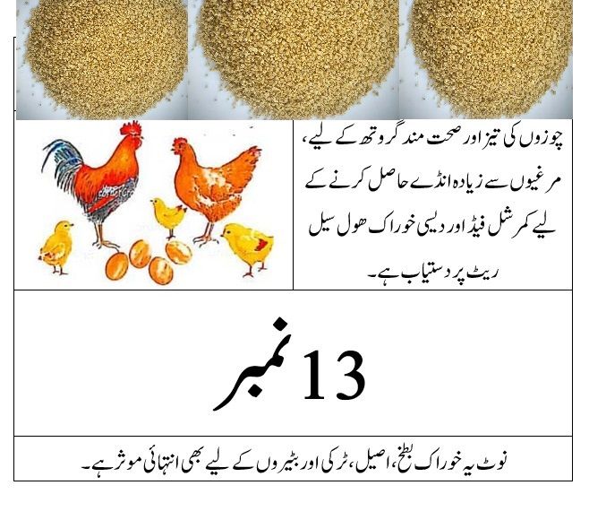 13 Number Chicken Feed for Egg Production - Protein Rich Poultry Feed