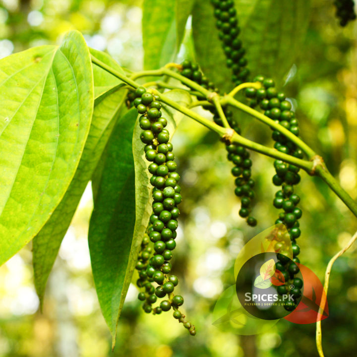 Premium%20Organic%20White%20Pepper%20Powder%20(Sufayed%20Mirch%20Powder)%20%E2%80%93%20100%25%20Pure%20Dakhni%20Mirch%20Powder%20for%20Light-Colored%20Dishes,%20Soups%20&%20Spice%20Blends%20%E2%80%93%2065g%20-%20Image%208