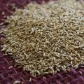 Hybrid Bermuda Grass Seed 50gm - Grass Seeds For Lawn & Garden. 