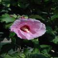 Minerva Hibiscus Flower Plant Seeds. 