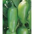 Wonder Hot Pepper Chilli Hybrid big size Imported best germination by Royal Seeds & Tools. 