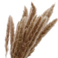 30Pcs Dried Grass Eco-friendly Beautiful Dried Flower  Dried Pampas Grass for Home. 