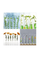Glass Test Tubes 12mm 150mm for Lab Science Experiments, Party Decoration, Candy Storage, Plant Breeding. 