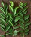 Curry leaves (کڑی پتہ). 