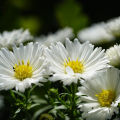 Aster flower mix colour seeds. 