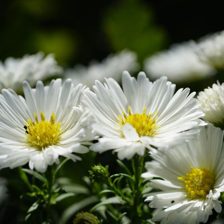 Aster flower mix colour seeds