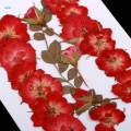 Dried Rose Pressed Flowers Plant for Epoxy Resin Jewelry Making Floral Decor. 