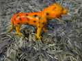 Kids Toys plastic lion elephent  zarafa horse. 