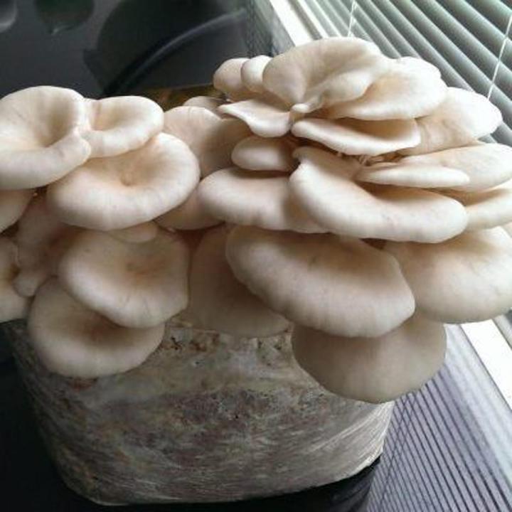 White Pearl Oyster Mushroom Spawn Seeds | Daraz.pk