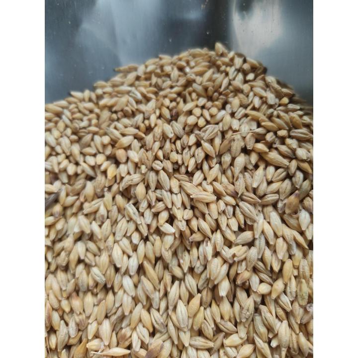 Barley joo Seeds Barley whole seeds Organic 1 kg