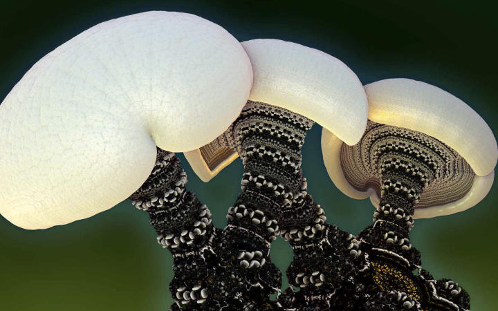 Nature%E2%80%99s%20Own%20Brand%20Canned%20Slice%20Mushroom%20400%20g%20Tin%20-%20Image%205