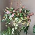 Hoya Wax Plant Seeds. 