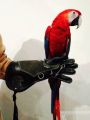 Falconry / Parrot Gloves  Leather Forest Outdoor Sports Game  Eagle Birds Hawk speical Gloves wholesale price from Sialkot factory. 