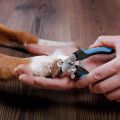 Dog Nail Clippers - Professional Pet Nail Clipper & Trimmer with Safety Guard | Includes Nail File for Cats & Dogs. 
