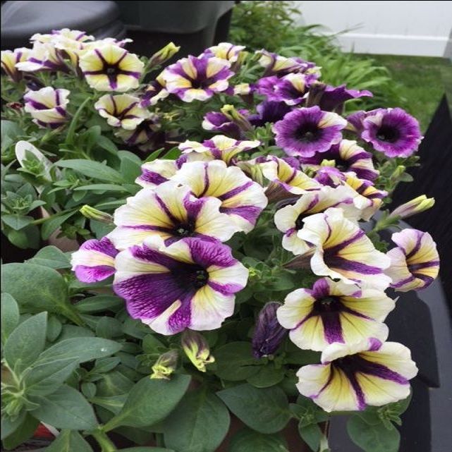 Blueberry Muffin Petunia Flower Seeds