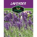 Lavender , Herb Seeds for Kitchen Gardening, Best for Home Gardening.. 