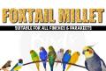 The Birds Company Foxtail Millet (Kangni), Bird Food for All Life Stages Canary, Finches, Waxbills, Budgies, Lovebirds, Cockatiels, Parrots & Parakeets, 500 grams pack. 