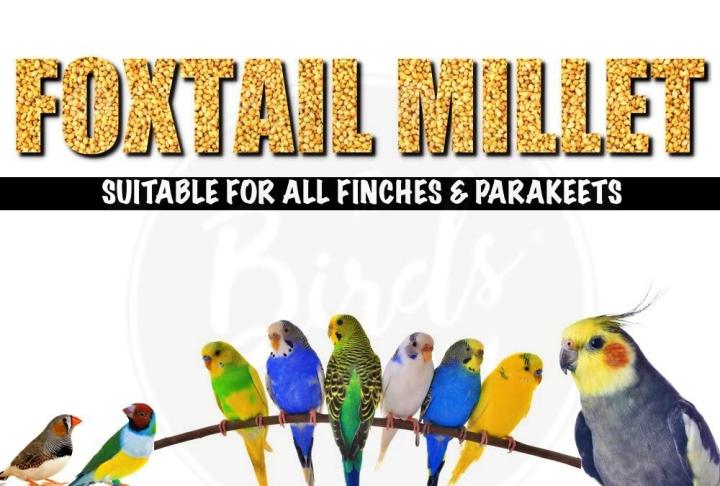 The%20Birds%20Company%20Foxtail%20Millet%20(Kangni),%20Bird%20Food%20for%20All%20Life%20Stages%20Canary,%20Finches,%20Waxbills,%20Budgies,%20Lovebirds,%20Cockatiels,%20Parrots%20&%20Parakeets,%20500%20grams%20pack%20-%20Image%203