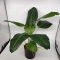 FEJKA ARTIFICIAL POTTED PLANT / BONSAI / HOME DECOR / DECORATION / POKOK TIRUAN / POKOK MONSTERA. 