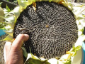 10 Mongolian Super Giant Sunflower Seeds. 