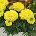 African Marigold Mix Colour Winter Season Flower Seeds. 