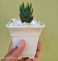 Haworthia African pearls live Plant with Pot & Free stones.. 